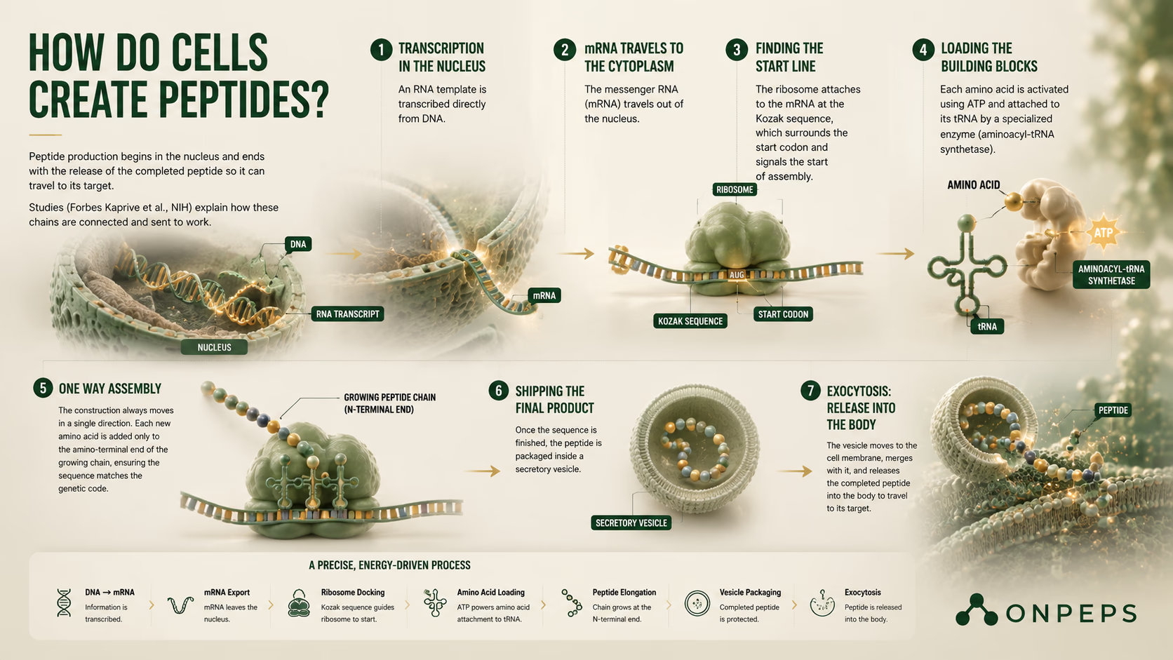How Do Cells Make Peptides? The Complete Process from DNA to Secretory Vesicles