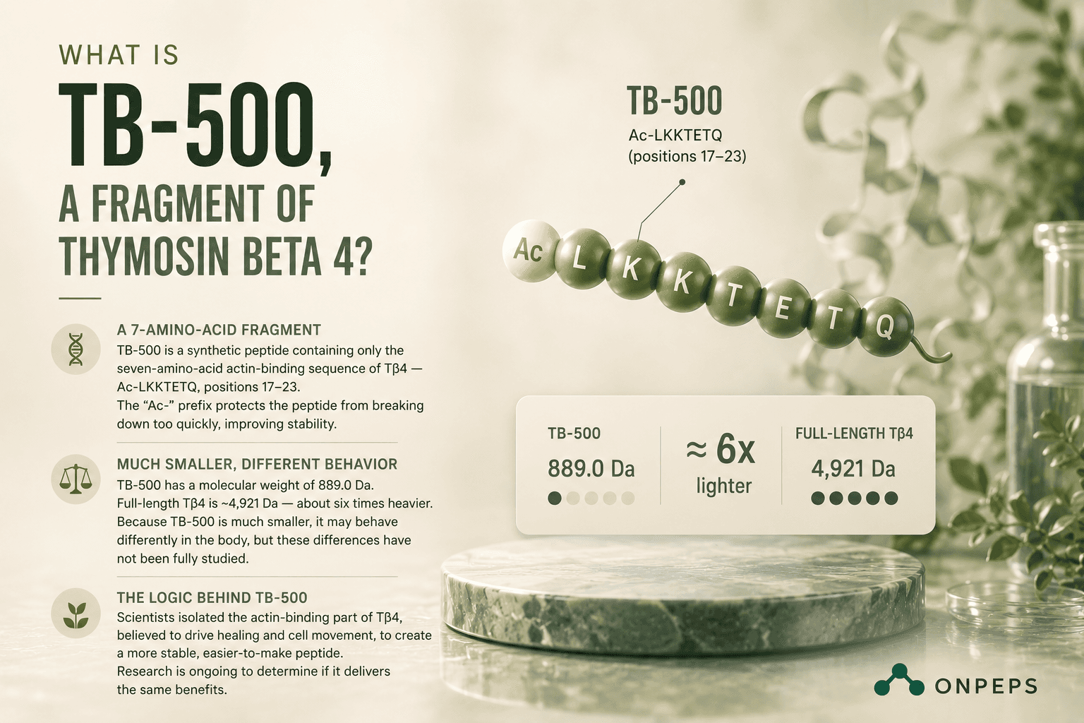 What Is TB-500? The 7-Amino-Acid Synthetic Fragment